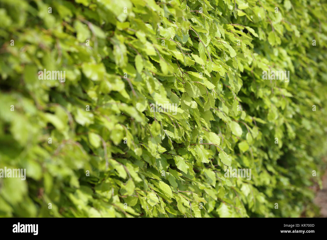 Il faggio siepe, Fagus sylvatica, vista lungo una siepe matura che mostra fresche foglie verdi. Foto Stock