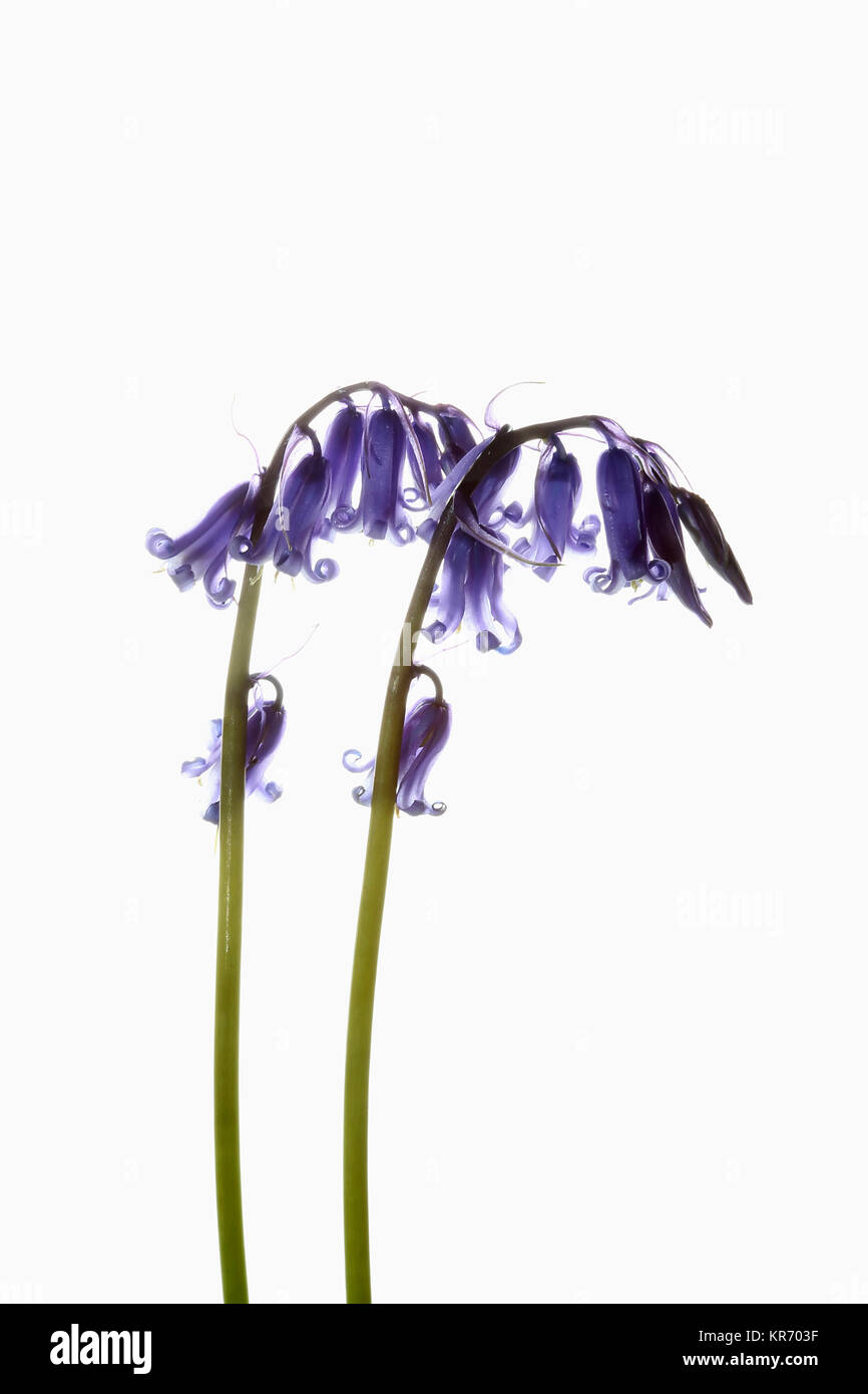 Bluebell, inglese, bluebell Hyacinthoides non scripta, 2 gambi e azzurro le teste dei fiori mostrato contro un puro sfondo bianco. Foto Stock