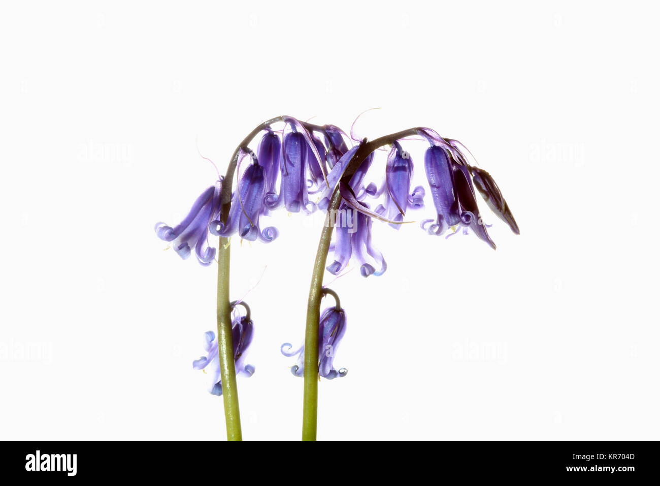 Bluebell, inglese, bluebell Hyacinthoides non scripta, 2 gambi e azzurro le teste dei fiori mostrato contro un puro sfondo bianco. Foto Stock