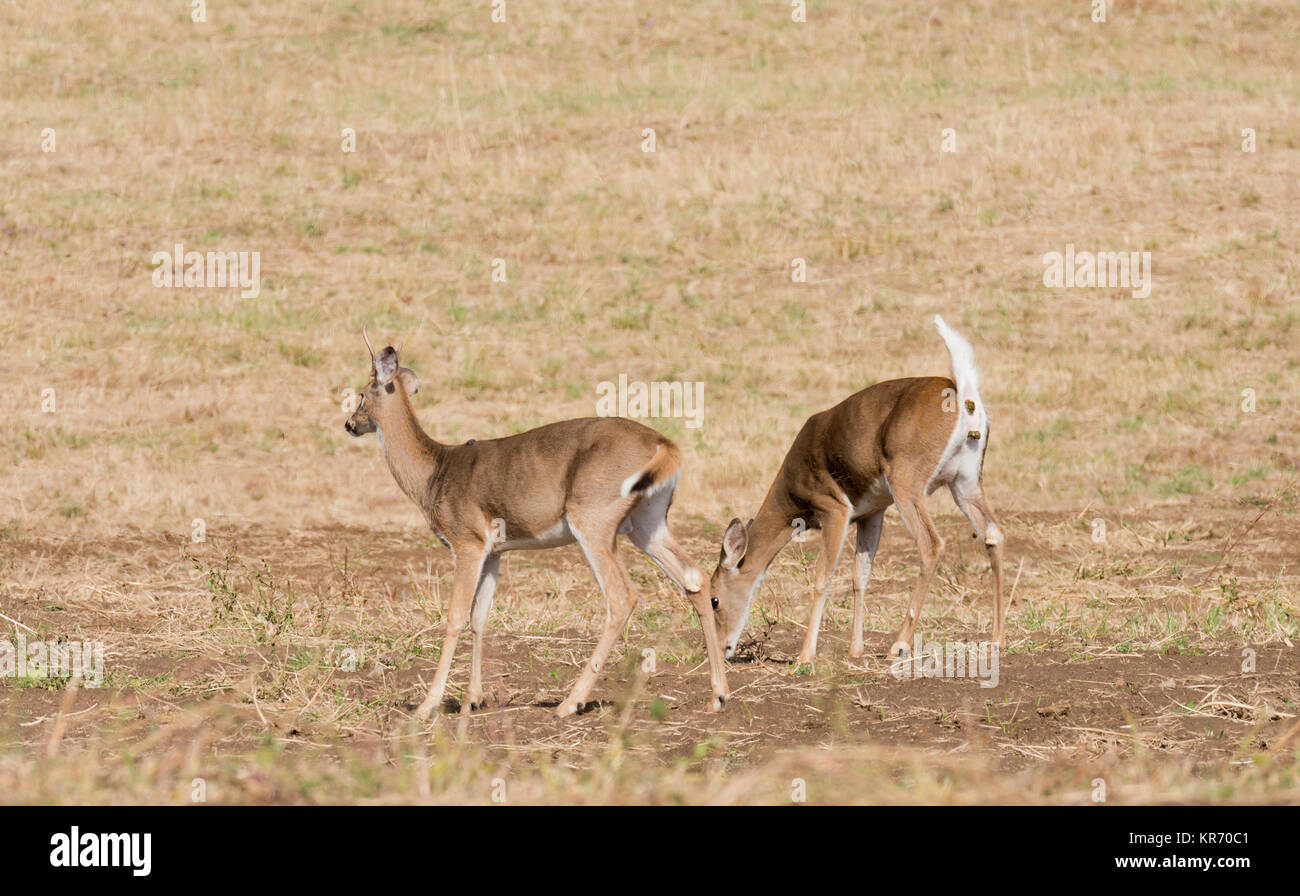 Culbianco deer (odocoilus virginianus) su terreni agricoli a Washington Foto Stock