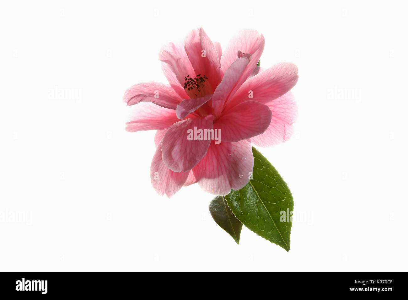 Camellia, Singolo pink camellia fiore con foglie mostrato contro un puro sfondo bianco. Foto Stock