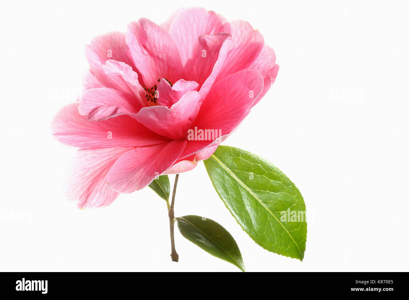 Camellia, Singolo pink camellia fiore con foglie su un corto stelo mostrato contro un puro sfondo bianco. Foto Stock