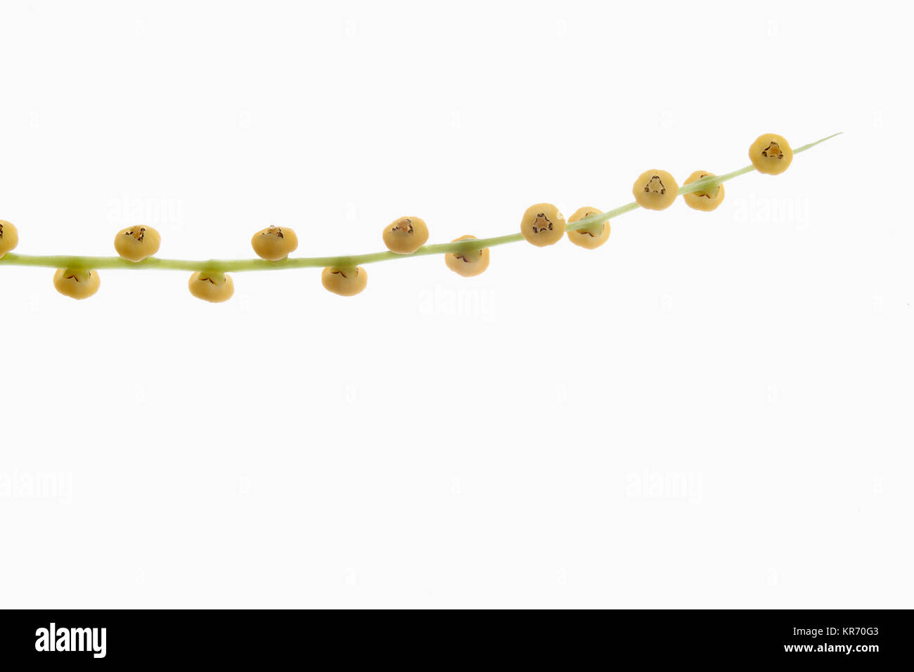 Salottino Palm, Chamaedora elegans, un unico stelo di fiori contro un puro sfondo bianco. Foto Stock