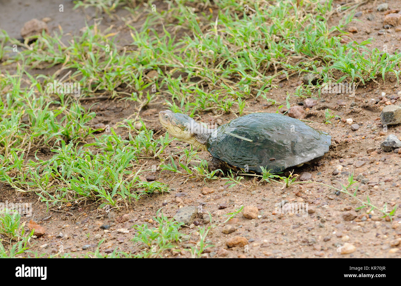 Primo piano della Terrapin (nome scientifico: Pelomedusa subrufa, o "Kasa" in Swaheli) immagine presa su Safari situato nel Parco Nazionale del Serengeti, Tanzania Foto Stock