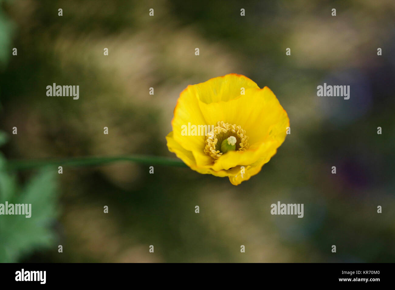 Semi di papavero, Papavero californiano, Eschsclolzia californica, aprire fiore giallo testa mostra stigma di filamenti e stame. Foto Stock