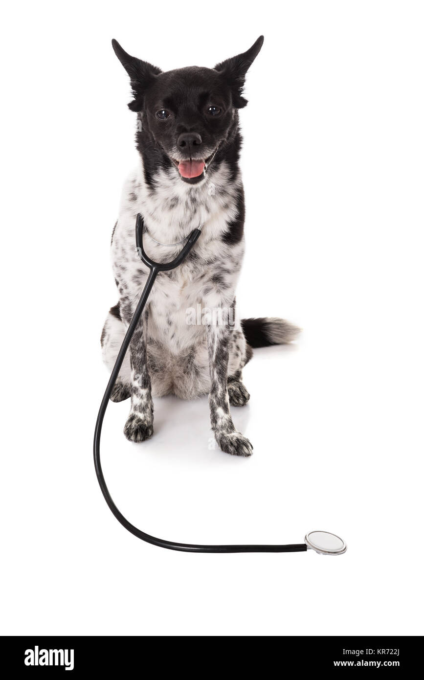Ritratto di un cane con uno stetoscopio Foto Stock