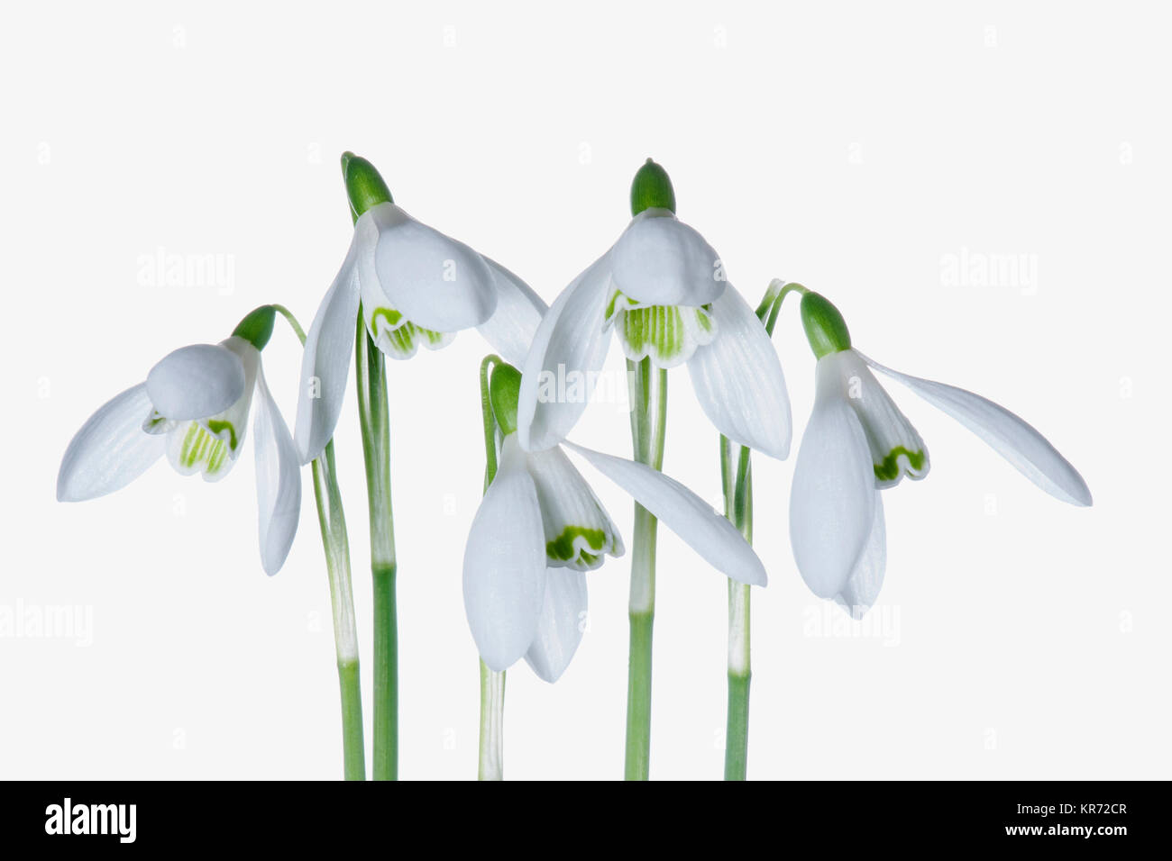 Snowdrop, Galanthus, Studio shot di fiori bianchi. Foto Stock