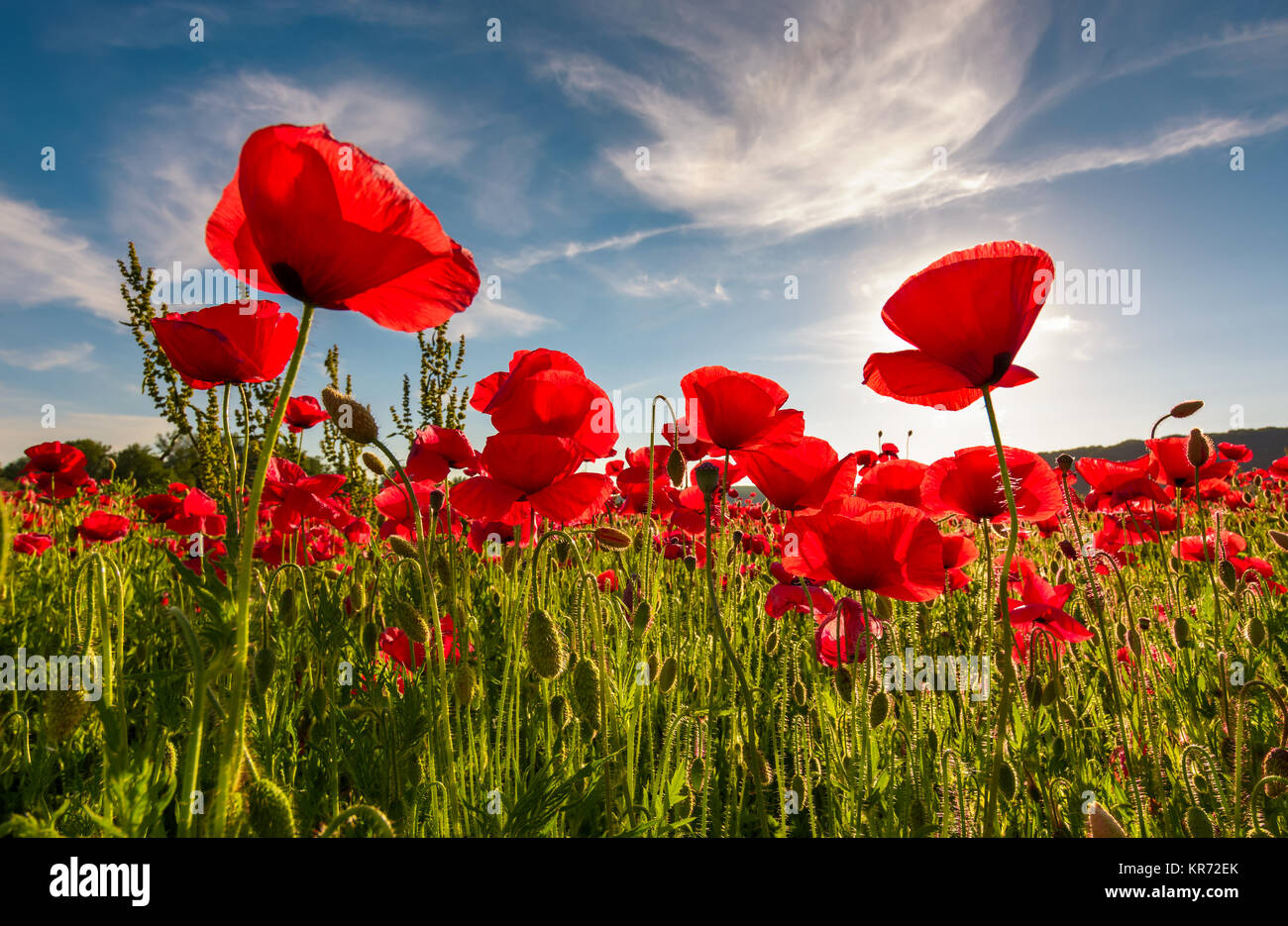 Campo di papavero rosso fiore con sunburst colpo da sotto. bellissima natura sfondo contro il cielo blu Foto Stock