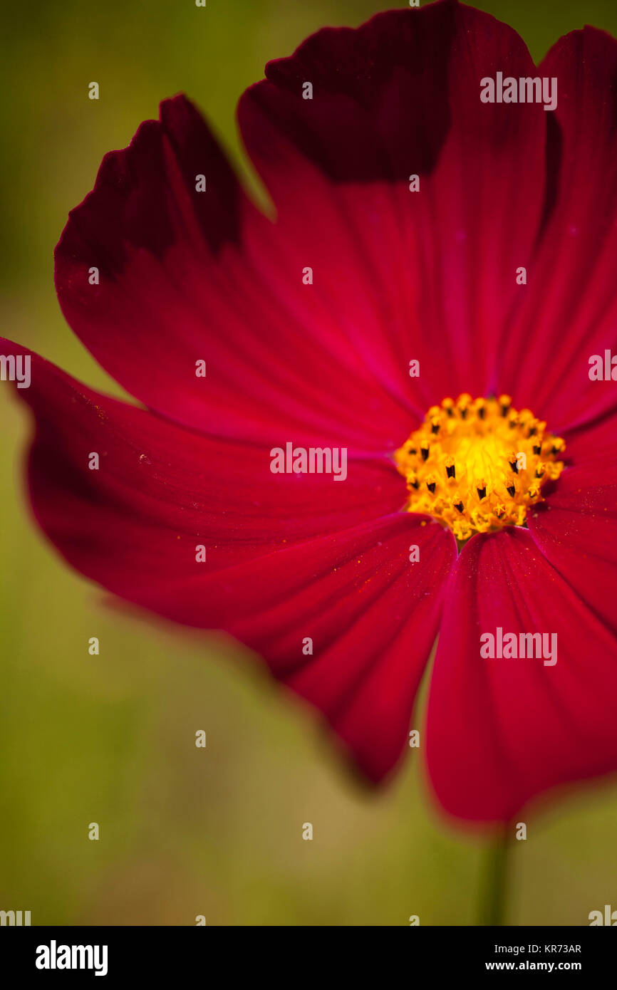 Il cosmo, colorato di rosso la floricoltura outdoor che mostra stame. Foto Stock