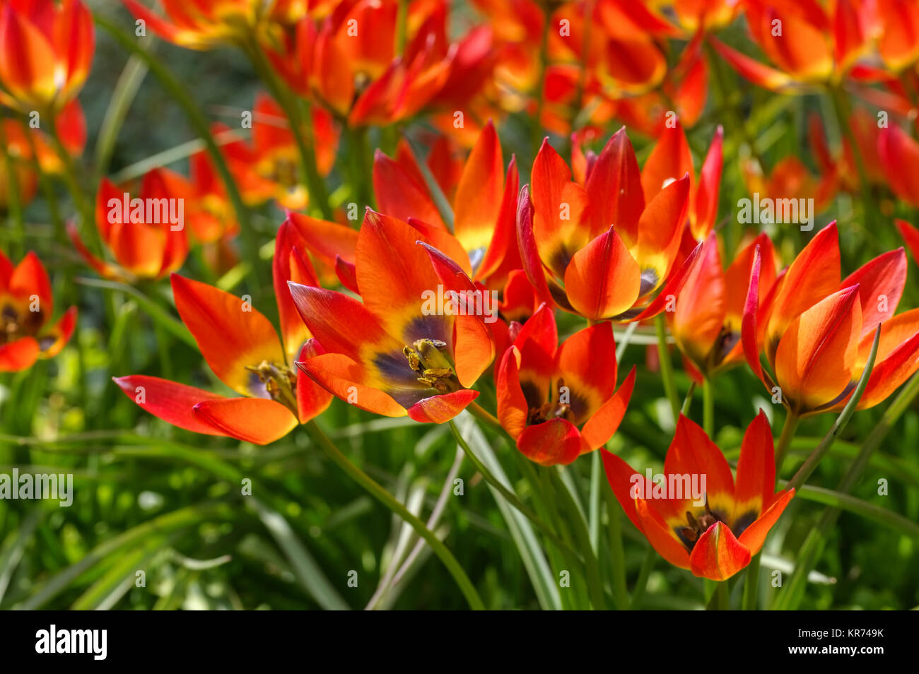 Wildtulpe la varietà piccola principessa - Tulipano selvatico tulipa piccola principessa in primavera Foto Stock