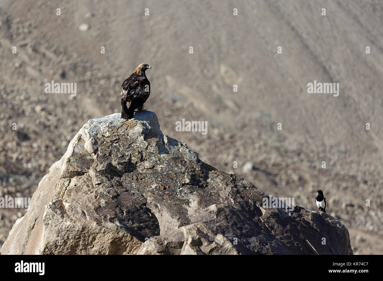 Eaglle in piedi su una grande roccia e guardando il piccolo uccello accanto a lui, Ladakh, Jammu e Kashmir in India. Foto Stock