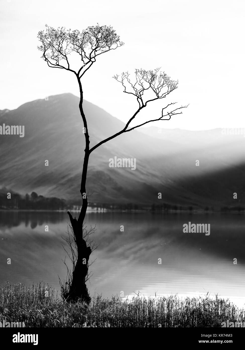 Il Lone Tree, Buttermere, Lake District inglese, Inghilterra. Il famoso albero trovato crescente nell'acqua sulle rive del Buttermere nei laghi. Foto Stock
