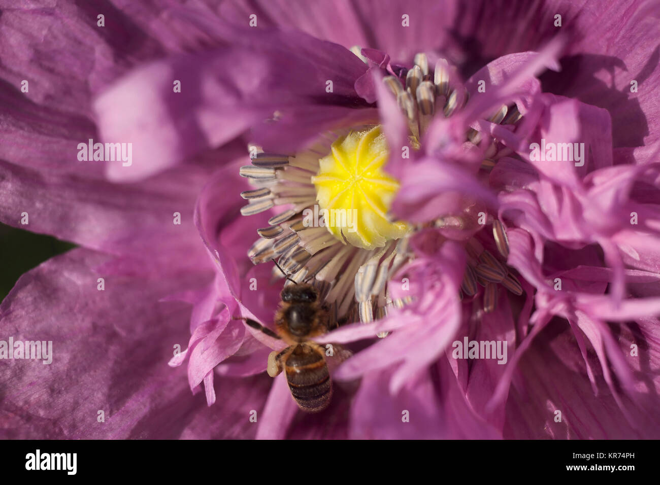 Semi di papavero, Papver, Close up di malva fiori colorati crescente all'aperto con le api. Foto Stock