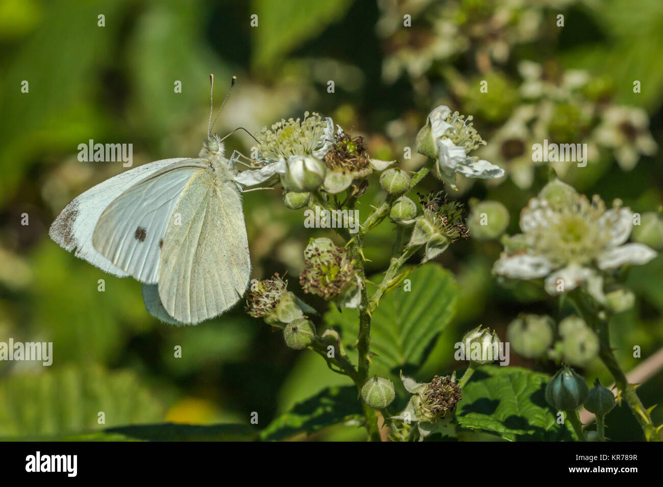 Di piccole dimensioni e di colore bianco (sarcococca rapae) Foto Stock