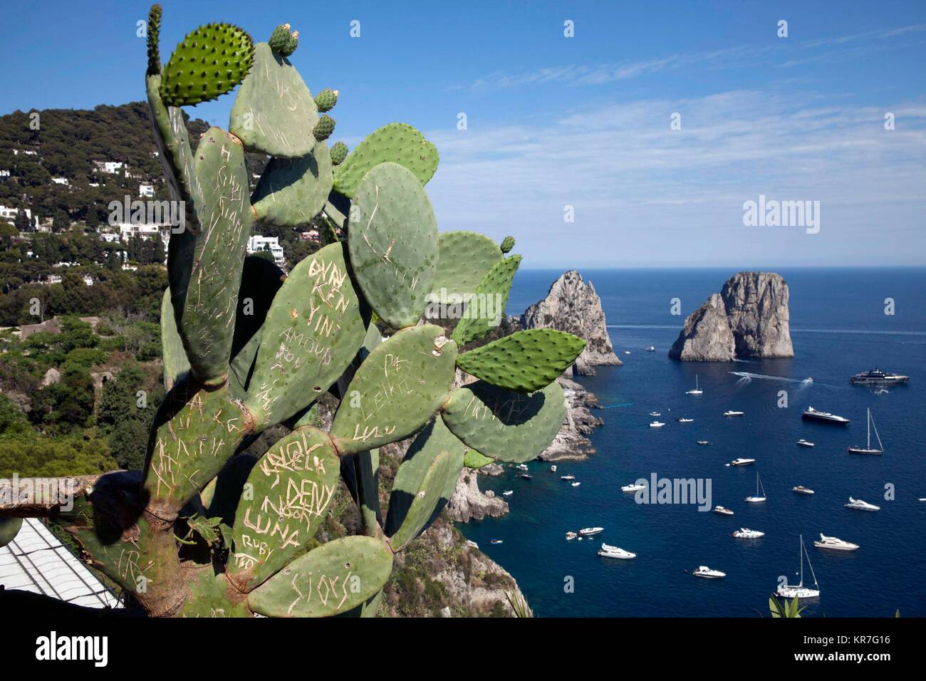 Danneggiato ficodindia cactus e vista su imbarcazioni turistiche il traffico al Faraglioni , Isola di Capri, Napoli, campania, Italy. Giugno 02, 2017 il credito Foto Stock