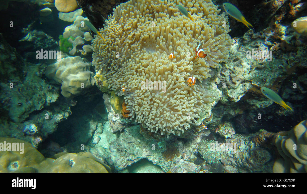 Nemo (Anemonefish) famiglia davanti alla loro casa anemone. Mare delle Andamane, Thailandia. Foto Stock