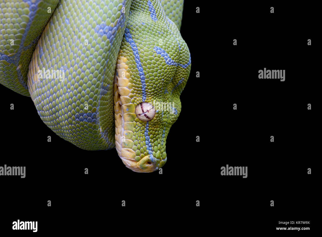 Green Tree Python (Morelia viridis) appesi sul ramo in attesa di prede. Foto Stock