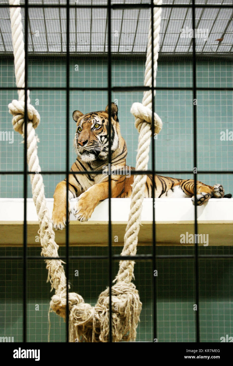 Una bellissima ed elegante tiger giacente all'interno nella sua gabbia allo zoo Foto Stock