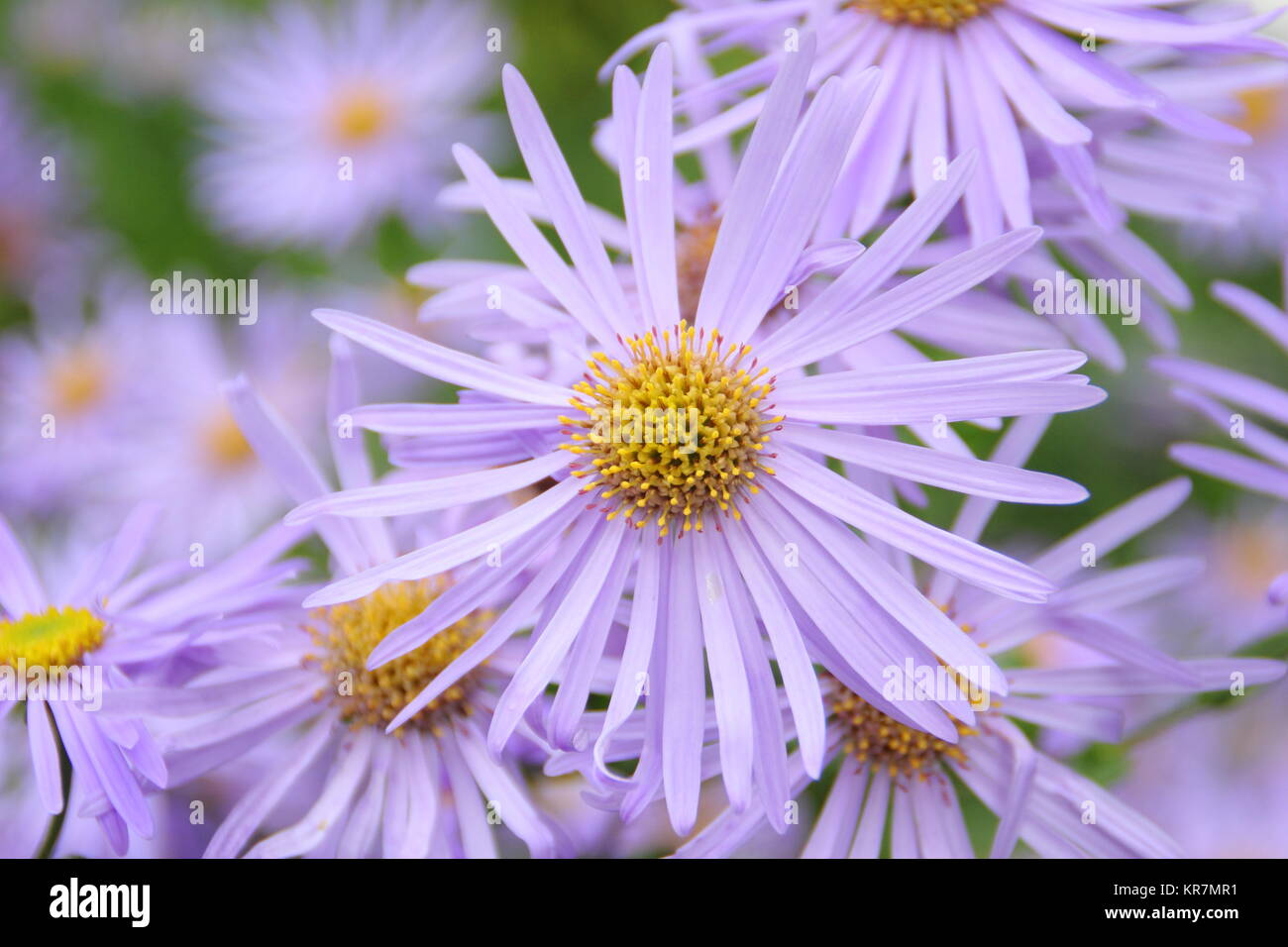 Aster frikarttii 'Monch', chiamato anche Aster amellus 'Monch', fioritura in frontiera di un giardino inglese in settembre, REGNO UNITO Foto Stock
