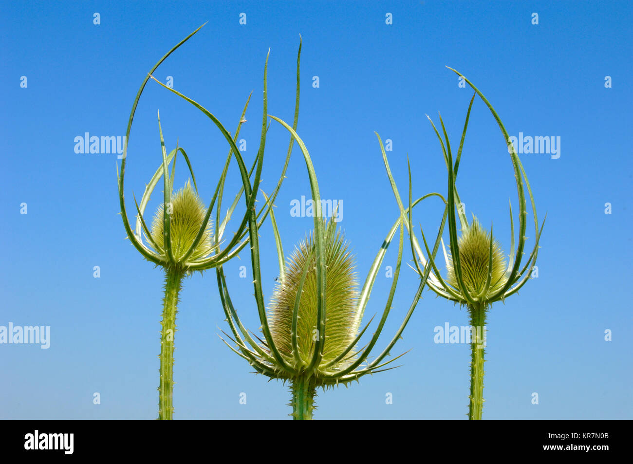 Le teste dei fiori, cardo, Silybum marianum, aka Milkthistle, beata Milkthistle, cardo mariano, Maria Thistle, Saint Mary's Thistle, Scotch Thistle Foto Stock