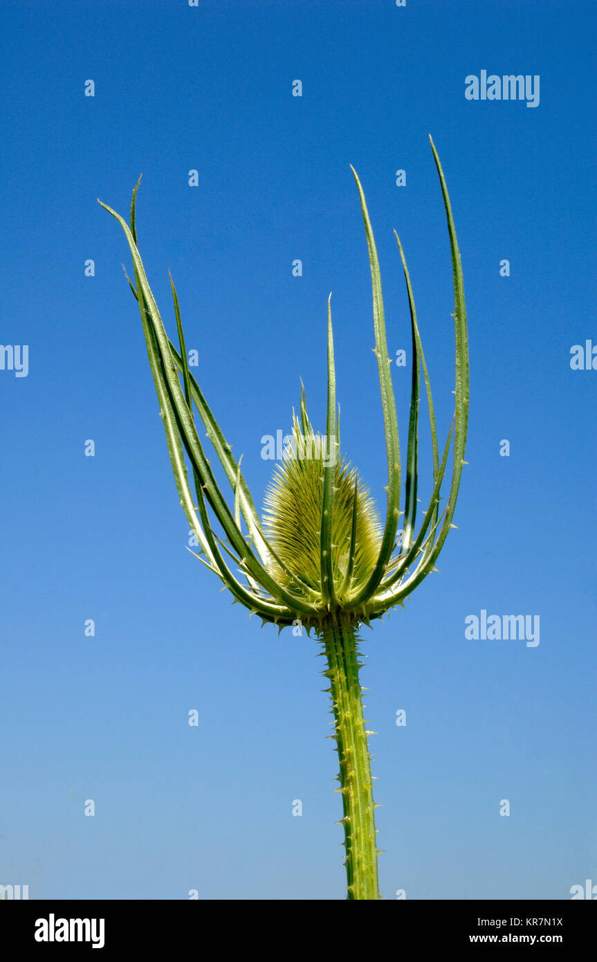 Le teste dei fiori, cardo, Silybum marianum, aka Milkthistle, beata Milkthistle, cardo mariano, Maria Thistle, Saint Mary's Thistle, Scotch Thistle Foto Stock