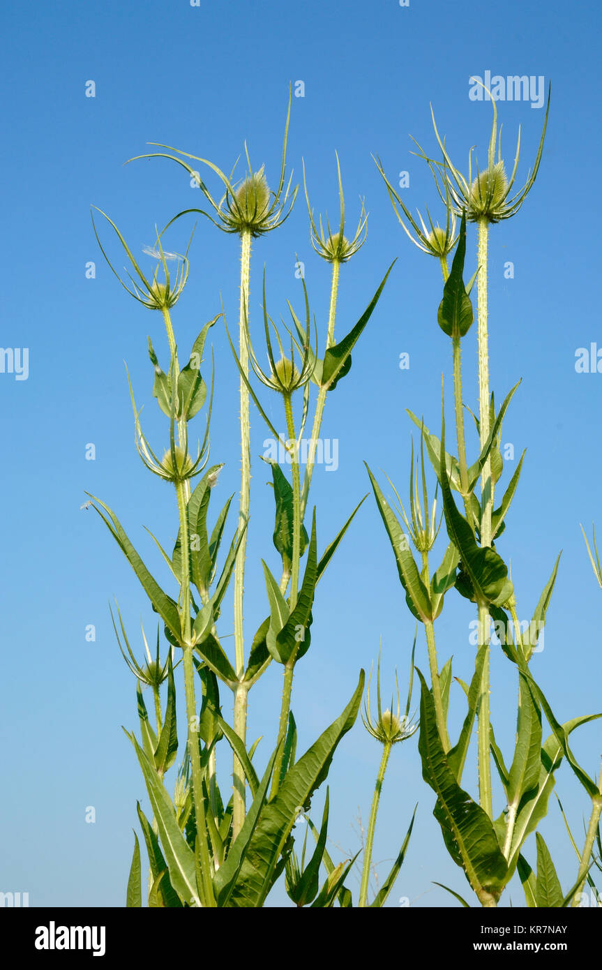 Le teste dei fiori, cardo, Silybum marianum, aka Milkthistle, beata Milkthistle, cardo mariano, Maria Thistle, Saint Mary's Thistle, Scotch Thistle Foto Stock