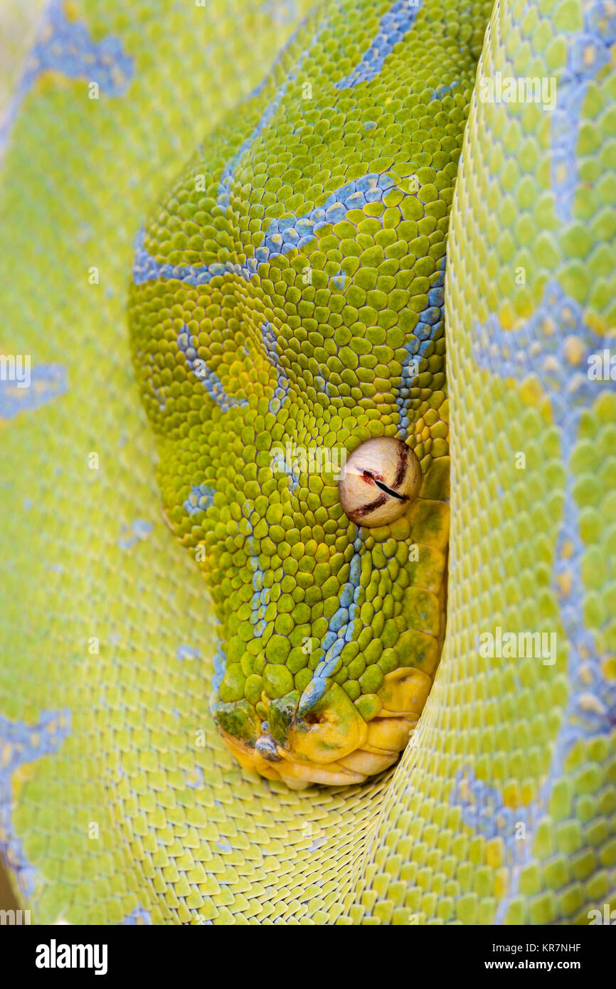 Green Tree Python (Morelia viridis) appesi sul ramo in attesa di prede. Foto Stock