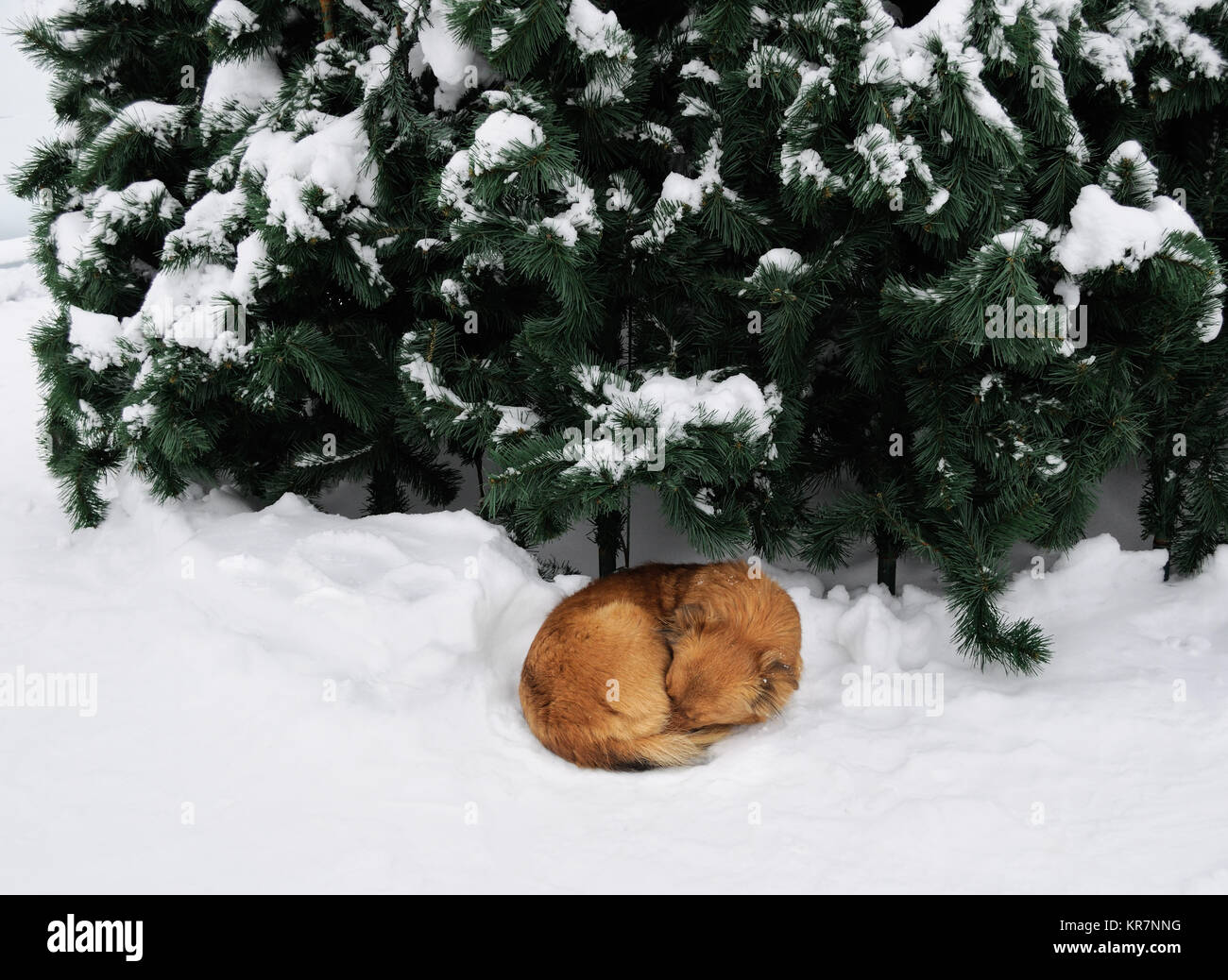 2018 anno del cane giallo, giallo senzatetto cane dorme sotto il pino Foto Stock