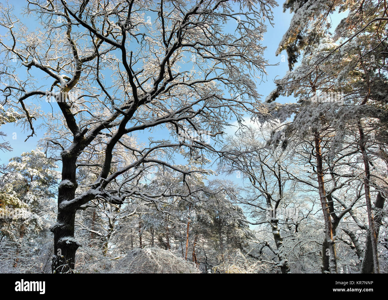 Immagine panoramica della foresta invernale nella giornata di sole Foto Stock