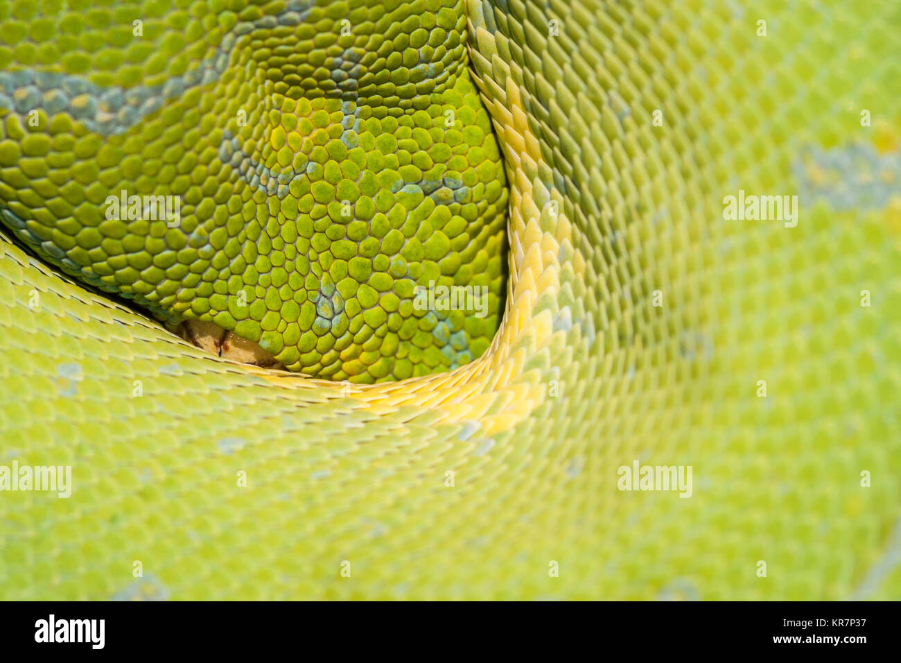 Green Tree Python (Morelia viridis) appesi sul ramo in attesa di prede. Sembra essere peaking dalla protezione delle sue spire. Foto Stock