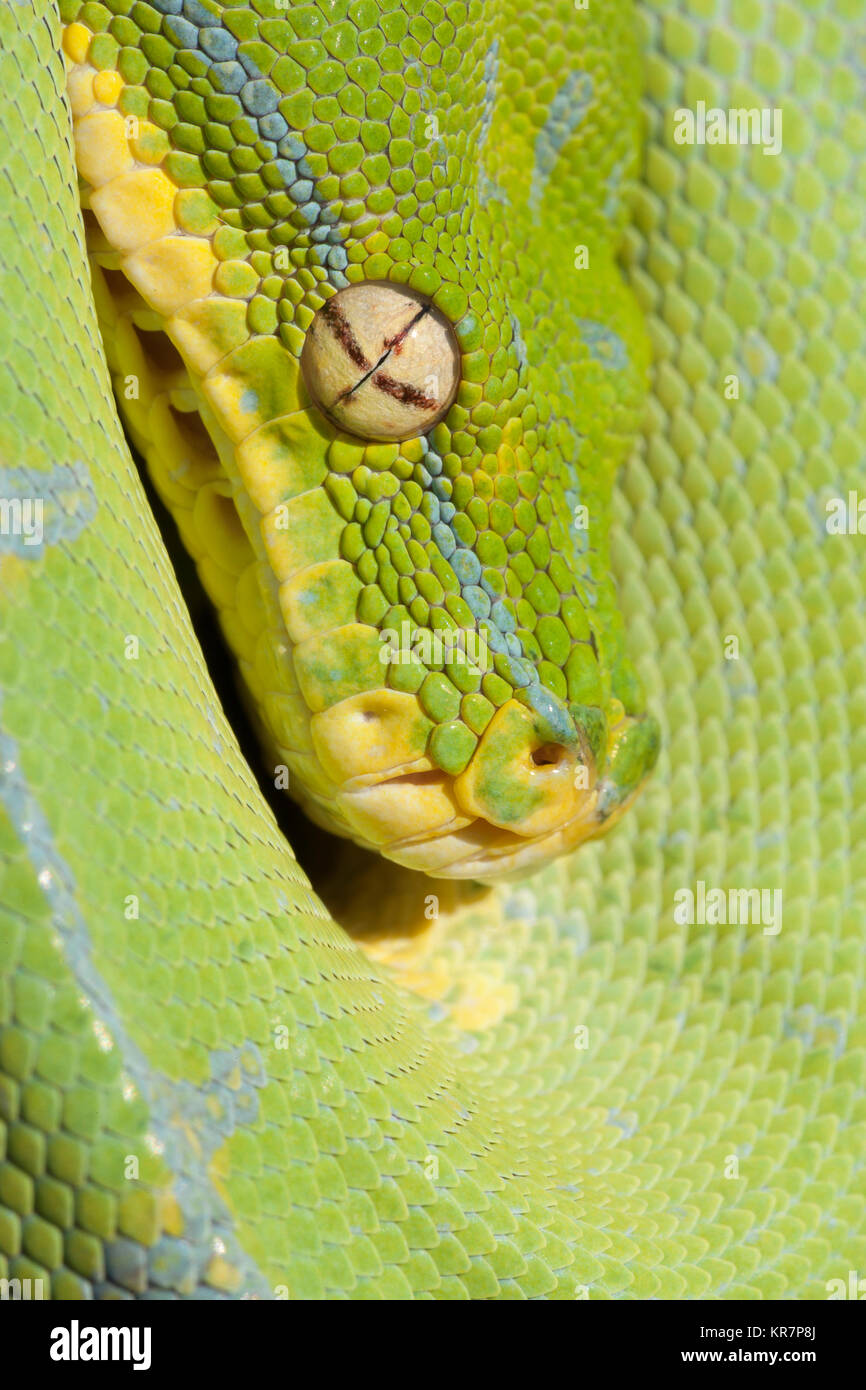 Green Tree Python (Morelia viridis) appesi sul ramo in attesa di prede. Foto Stock