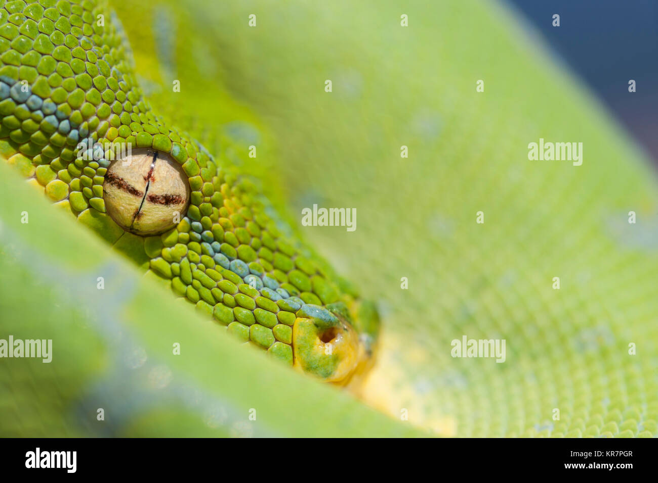 Green Tree Python (Morelia viridis) appesi sul ramo in attesa di prede. Sembra essere peaking dalla protezione delle sue spire. Foto Stock