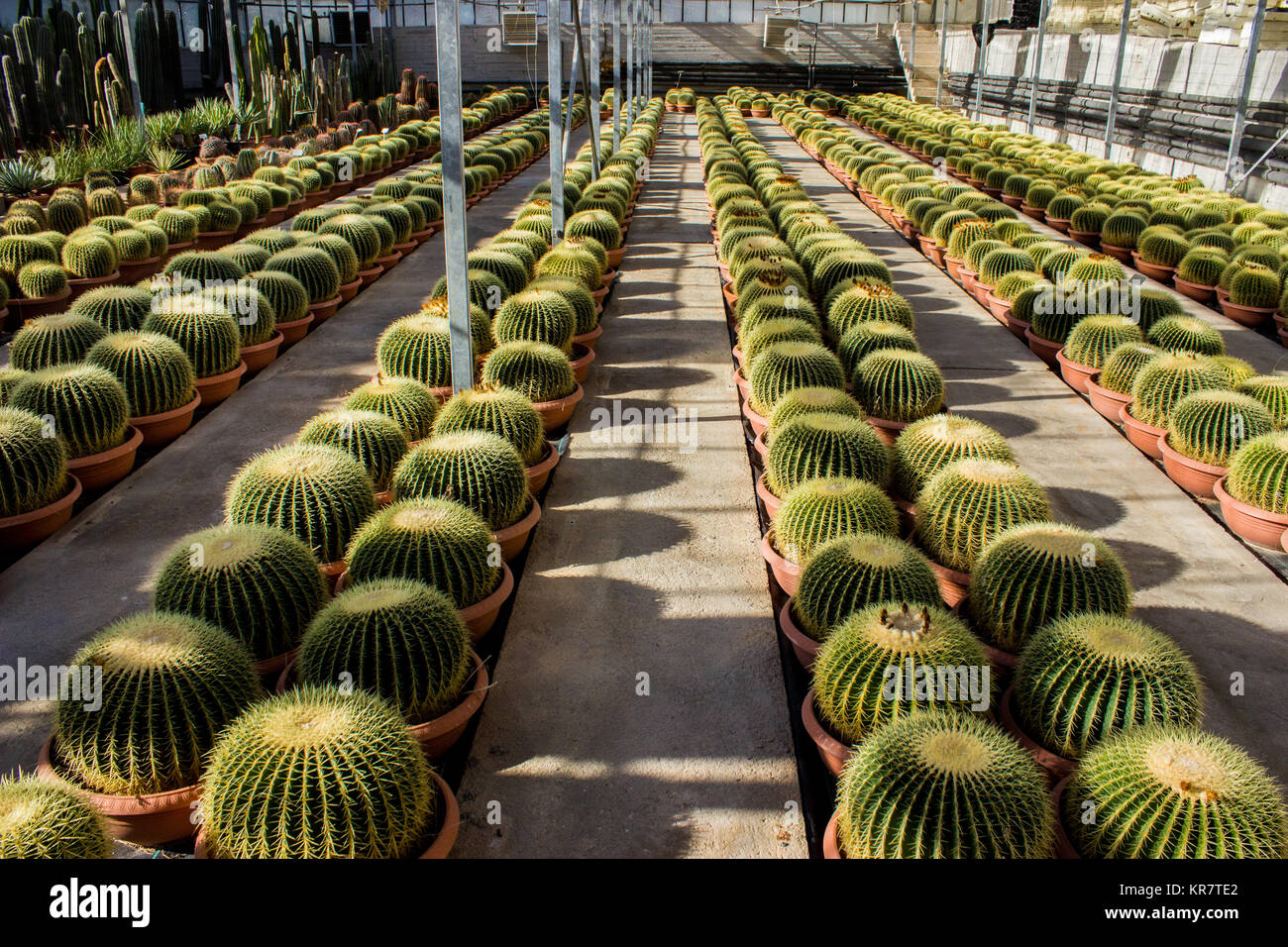 La piantagione di cactus in vivaio, Echinocactus grusonii Foto Stock