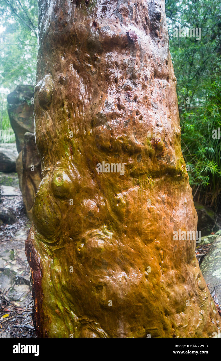 Australia, Nuovo Galles del Sud, Central Coast, Brisbane acqua Parco Nazionale, Somersby cade, wet tronco di una Angophora Foto Stock