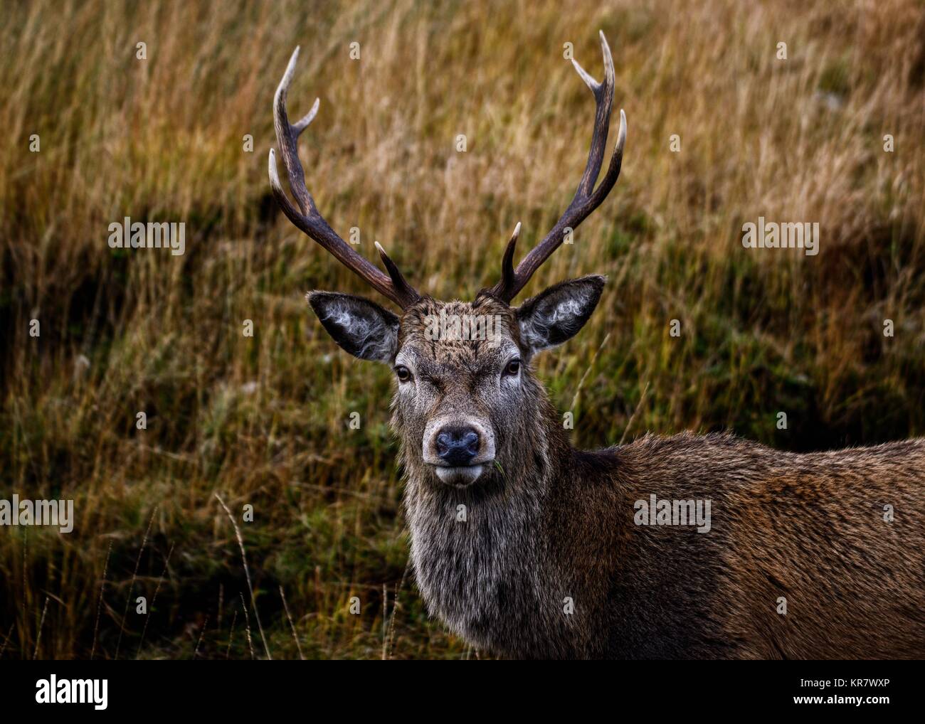 Glen Etive Deer Foto Stock