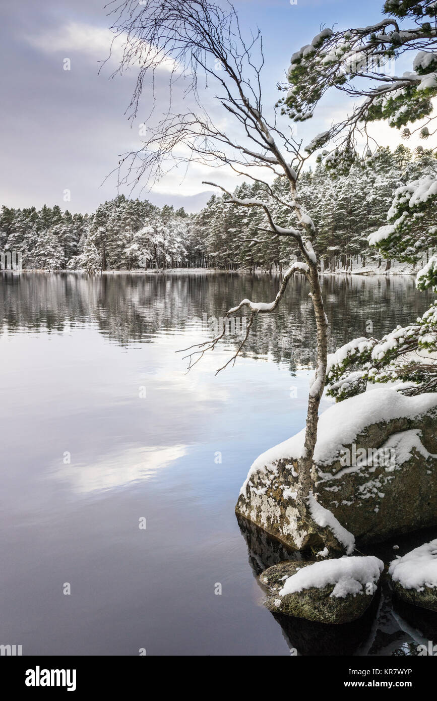 Scena invernale a Loch Garten nel parco nazionale di Cairngorms della Scozia. Foto Stock