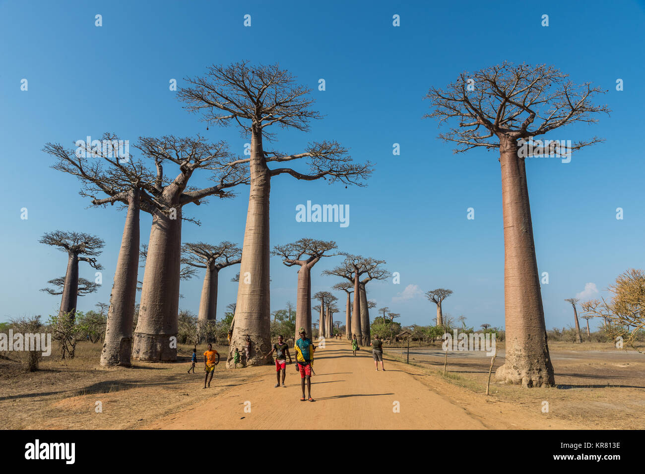 Malgasci locale tra il Gigante (Baobab Adansonia grandidieri) alberi rivestiti del viale di baobab nei pressi di Morondava. Madagascar, Africa. Foto Stock