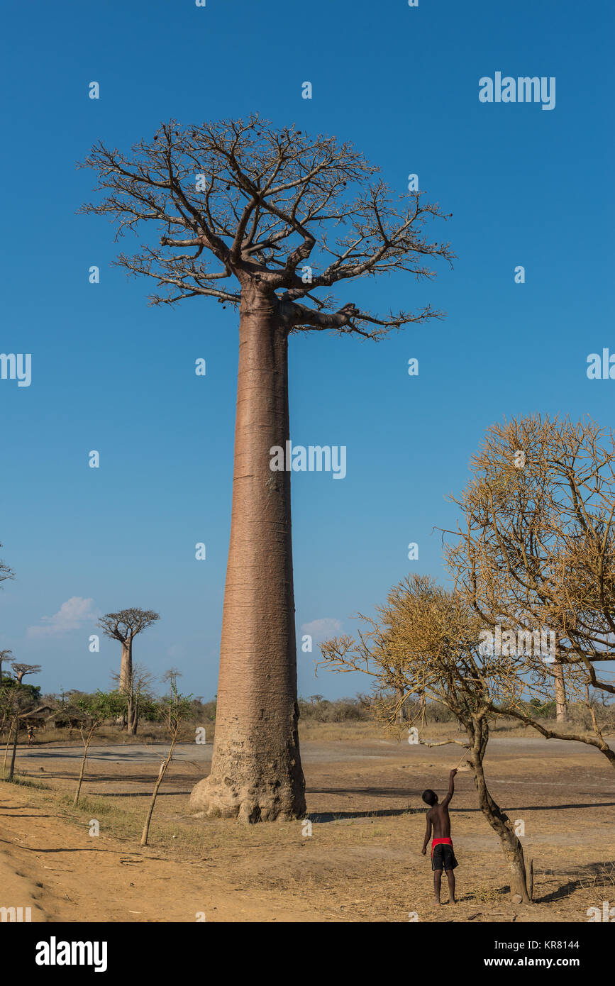 Un giovane ragazzo malgascio giocare sotto un baobab gigante (Adansonia grandidieri) tree. Madagascar, Africa. Foto Stock