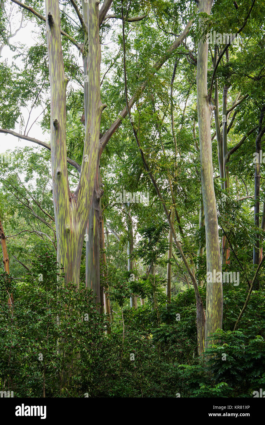 Rainbow eucalipto (Eucalyptus deglupta) visto sulla strada di Hana, Maui. L'unica multi-tinte corteccia è la caratteristica più peculiare dell'albero. Patch Foto Stock