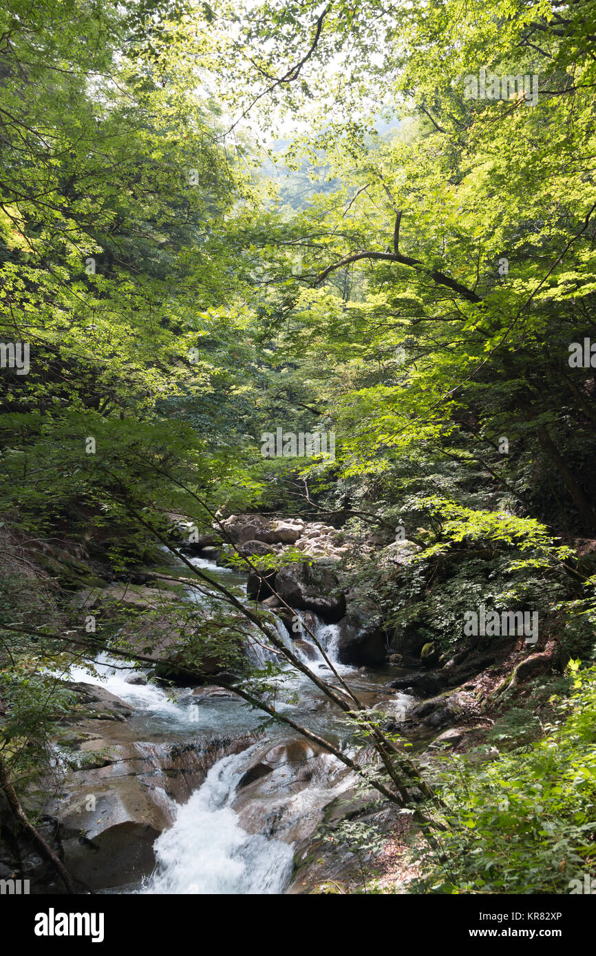 Una piccola cascata nella valle di Nishizawa, Prefettura di Yamanashi, Giappone Foto Stock