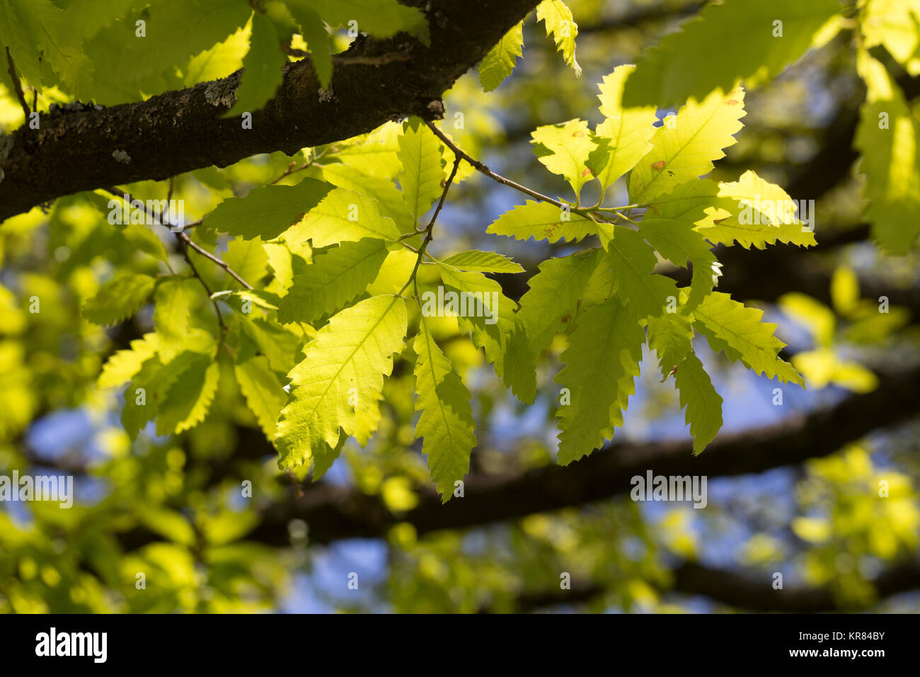 Libanon-Eiche, Libanoneiche, Quercus libani, Quercus vesca, Libano quercia, Le Chêne du Liban Foto Stock