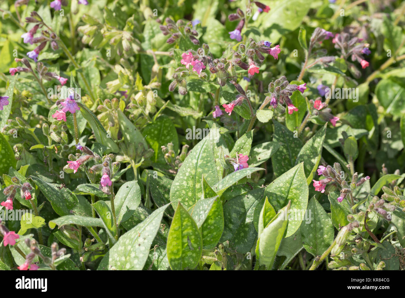 Echtes Lungenkraut, Kleingeflecktes Lungenkraut, Lungenkraut, Pulmonaria officinalis, Lungwort, soldati-amd-marinai, Spotted Dog, Pulmonaire officina Foto Stock