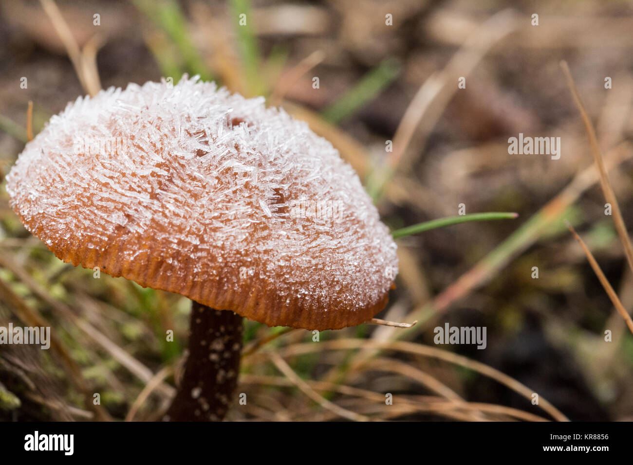 Frost fungo coperto Foto Stock