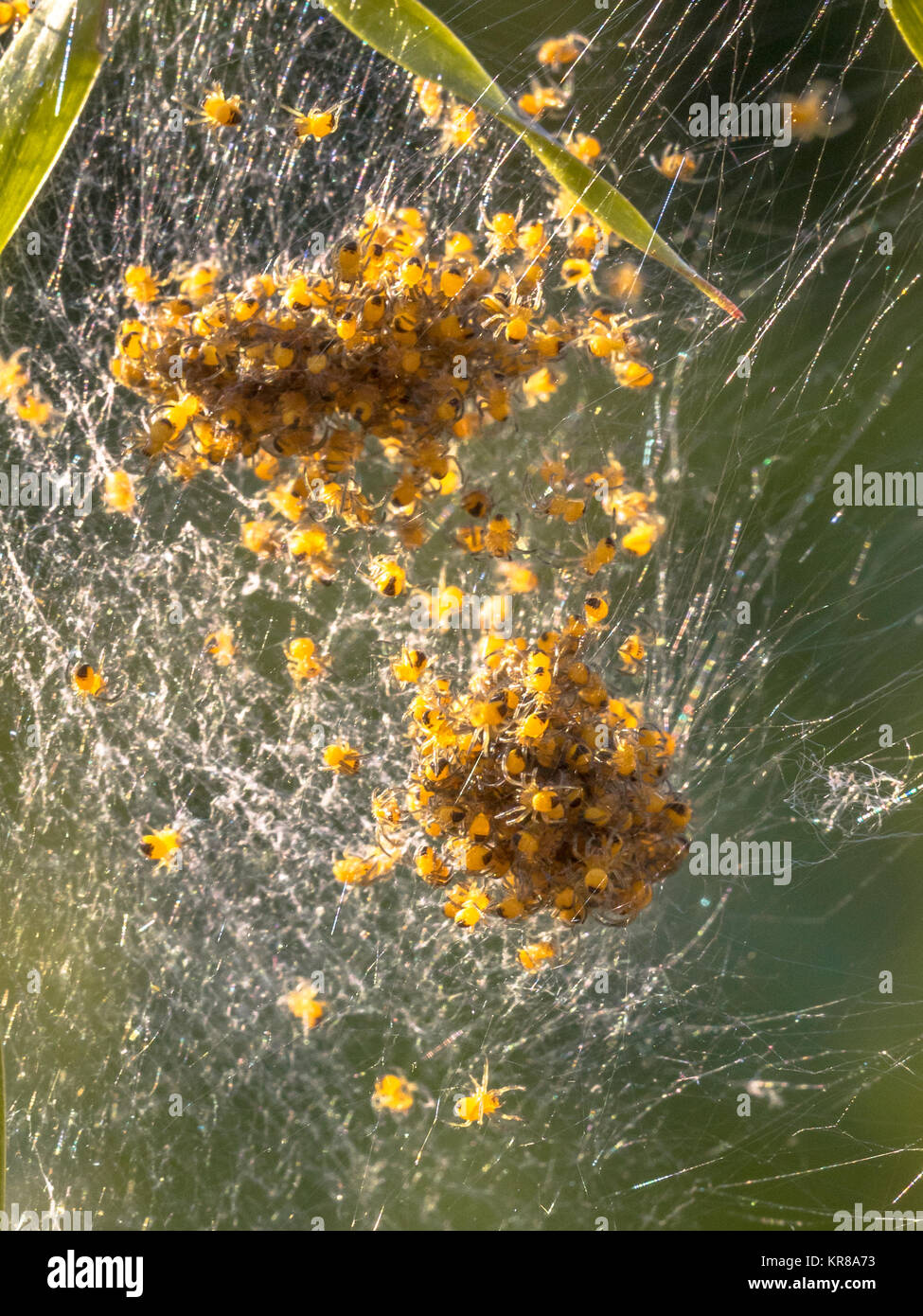 Nido di ragno con molte piccole spidersemerging da uova Foto Stock
