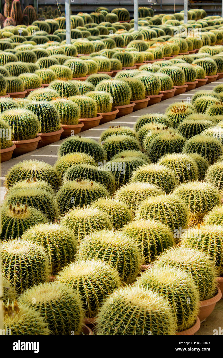 La piantagione di cactus in vivaio, Echinocactus grusonii Foto Stock
