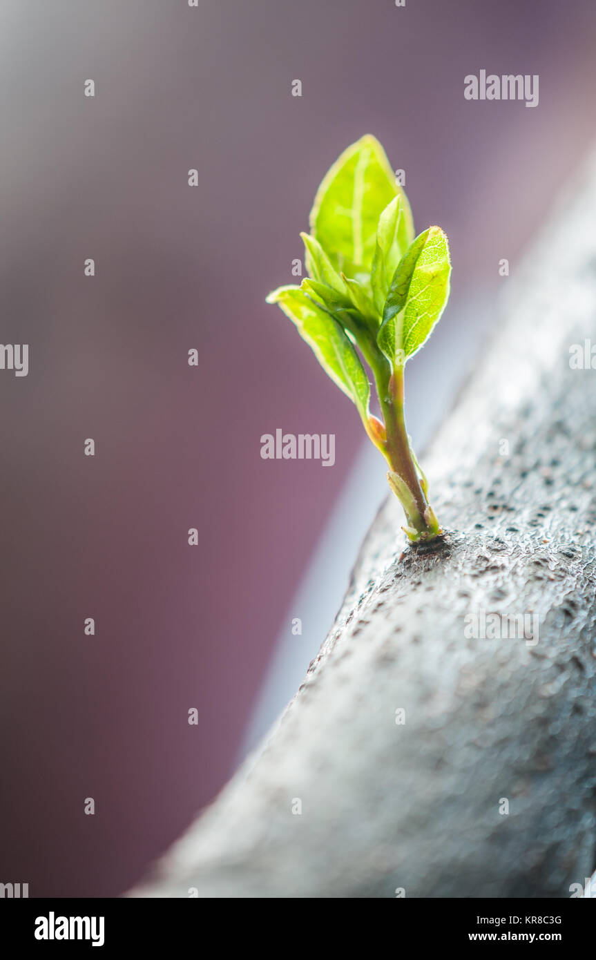 Le foglie che crescono su stelo, albero di alloro (Laurus nobilis) Foto Stock