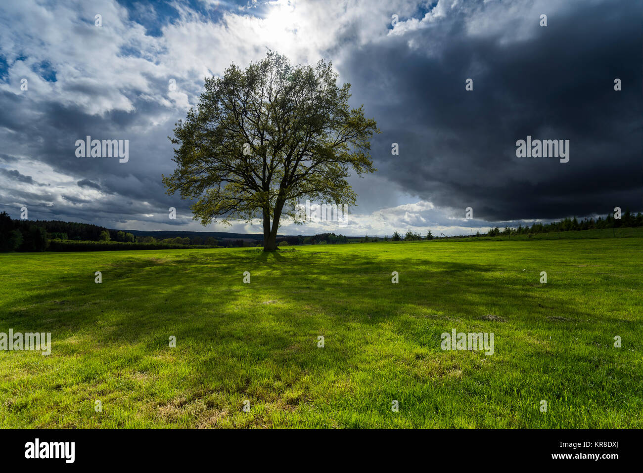 Albero nella parte anteriore di nuvole scure e retroilluminato soleggiato Foto Stock