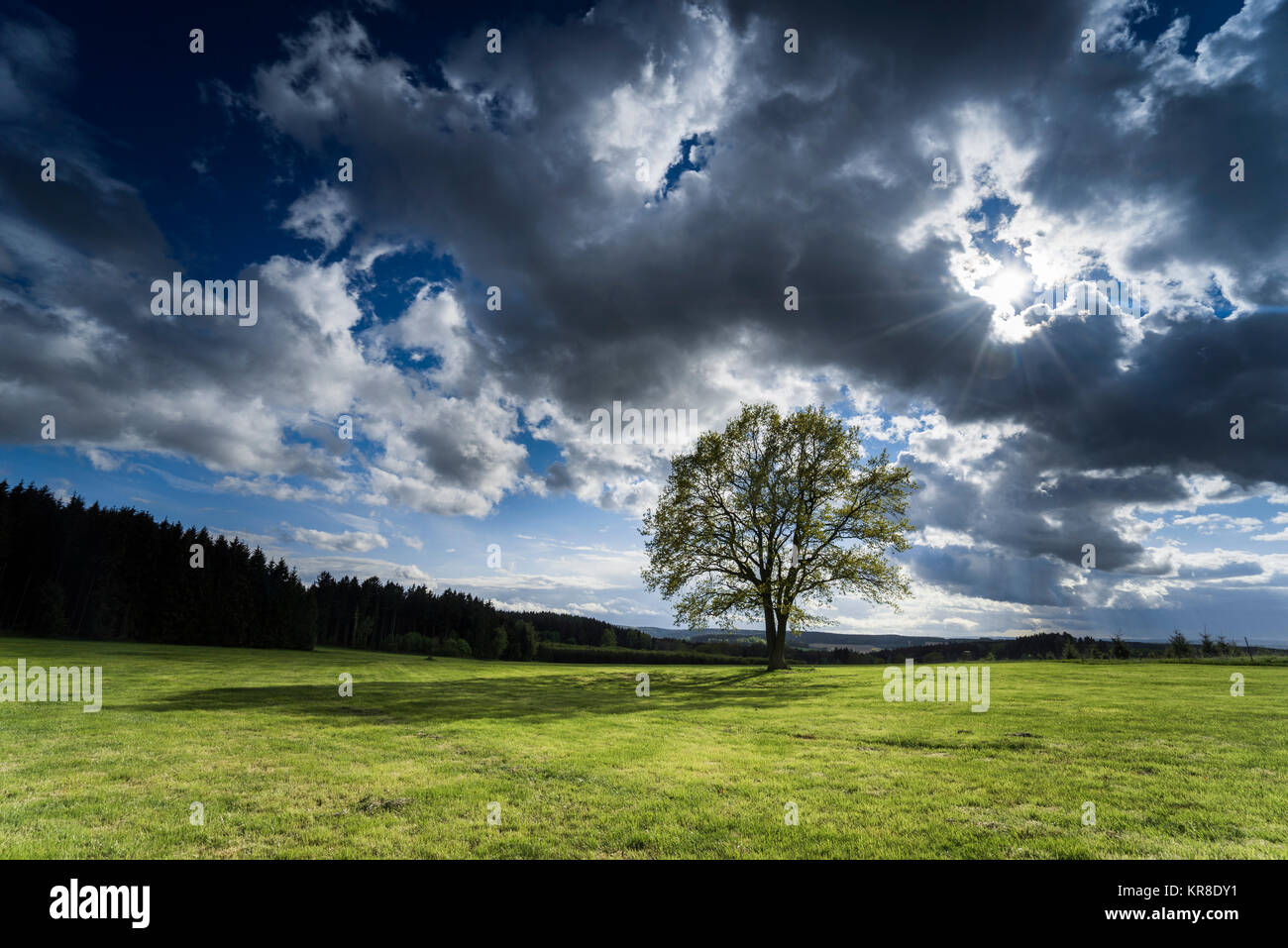 Albero nella parte anteriore di nuvole scure e retroilluminato soleggiato Foto Stock