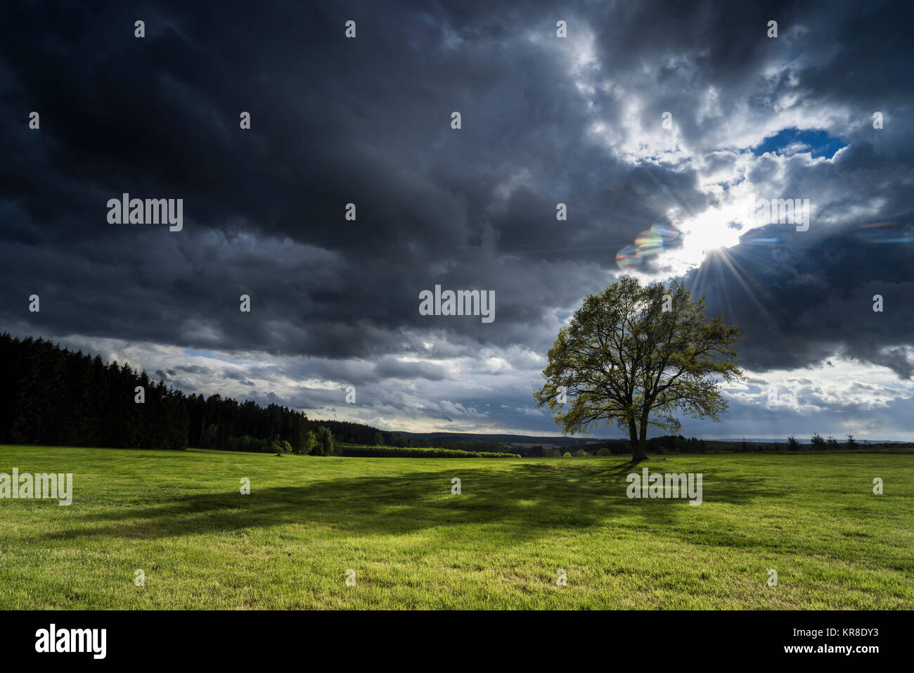 Albero nella parte anteriore di nuvole scure e retroilluminato soleggiato Foto Stock