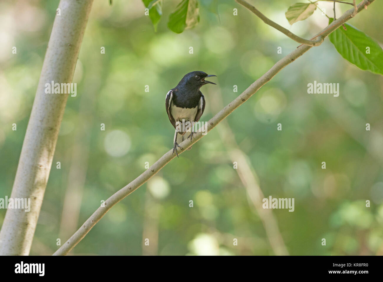 Oriental Magpie-Robin in una struttura ad albero Foto Stock